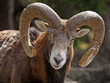Mufflon (Ovis musimon)