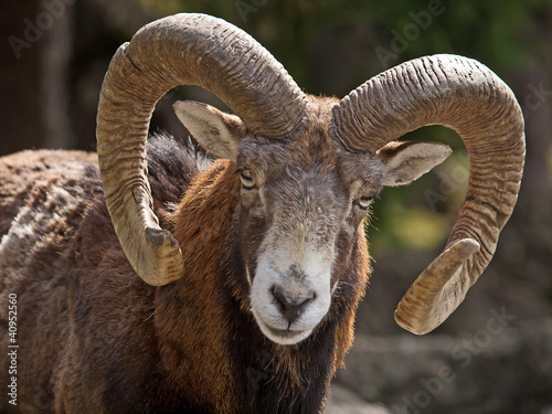 Photo: Mufflon (Ovis musimon) Mufflon (Ovis musimon)