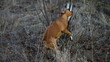 Pit bull playing