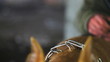 Funny pit bull looking, close up