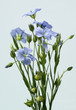 Lein, Blueten