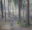 waldidylle