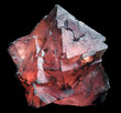 Fluorine rose du Mont-Blanc