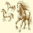 Vector: wild horses wild horses