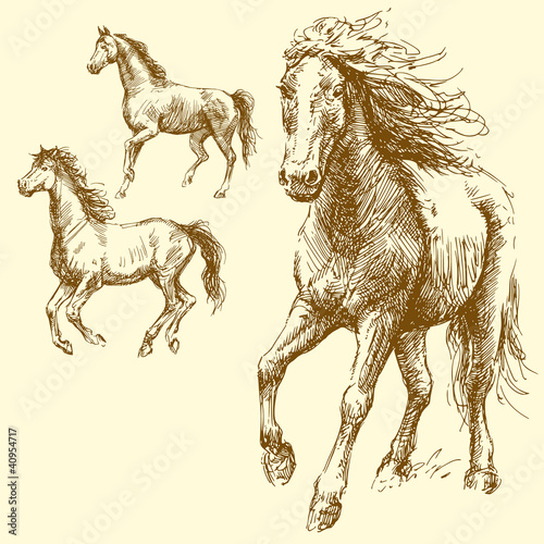 Vector: wild horses wild horses