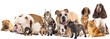 Group of cats and dogs in front of white background