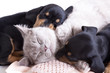 British kitten rare color (lilac) and puppies dachshund