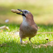 A Jay bird (Garrulus glandarius)