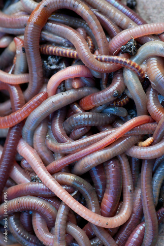 Photo: Huge amount of earthworms close to fishing Huge amount of earthworms close to fishing