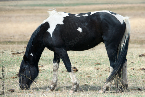 Photo: A horse in a pasture A horse in a pasture