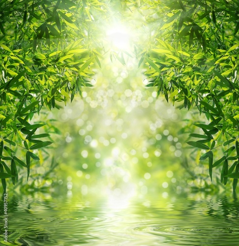 Photo: Zen Bamboo Forest,sun and water. Zen Bamboo Forest,sun and water.
