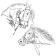 Black horse Black horse