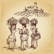 Vektor: Three women harvesting grape in the vineyard Three women harvesting grape in the vineyard