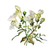 Antirrhinum flowers