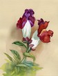 Antirrhinum flowers