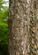Tree trunk