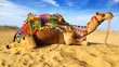 Camel on the background of the blue sky. Bikaner, India