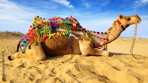Photo: Camel on the background of the blue sky. Bikaner, India Camel on the background of the blue sky. Bikaner, India