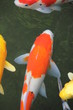 ニシキゴイ