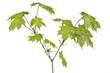 Spring maple tree branch Spring maple tree branch