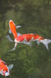 ニシキゴイ
