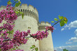 Fort Saint André - Villeneuve les Avignon
