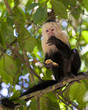 White-faced Capuchin Eating a Banana