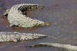 American Crocodiles in Costa Rica American Crocodiles in Costa Rica