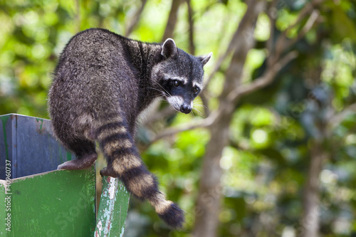 Photo: Raccoon Exploring a Trash Can Raccoon Exploring a Trash Can