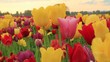 Tulip Flowers in Woodburn Oregon on a Windy Day 1080p