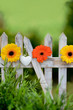 Blumen am Gartenzaun