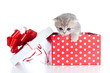 Funny baby cat in red gift box Funny baby cat in red gift box