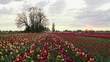 Timelapse of Sunset at Wooden Shoe Tulip Farm in Woodburn Oregon