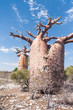 Baobab forest and savanna