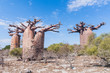 Baobab forest and savanna Baobab forest and savanna