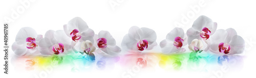 Photo: Orchideen 3 Orchideen 3