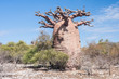 Baobab tree and savanna Baobab tree and savanna