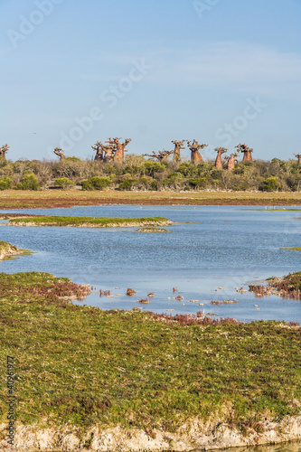 Photo: Baobab forest and savanna Baobab forest and savanna
