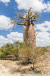 Baobab tree and savanna