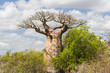Baobab tree and savanna