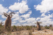 Baobab trees and savanna