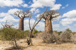 Baobab trees and savanna