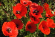 coquelicot