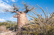 Baobab tree and savanna