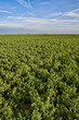Foto: Alfalfa crop Alfalfa crop