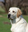 A yellow labrador in the park