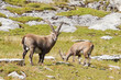 group of alpine ibex group of alpine ibex