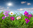 Blooming meadow under blue sky with clouds