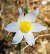 Pulsatilla patens. White snowdrop.