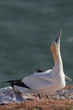 Basstölpel (Morus bassanus)